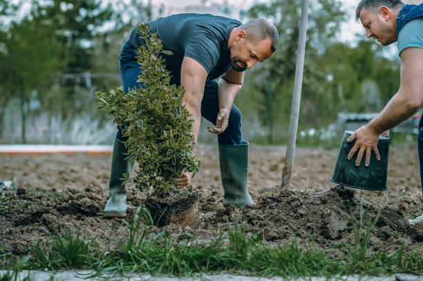 Best Lawn Mowing  in USA